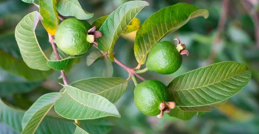 guayaba roja agria Huaura Inician proyecto de recuperación de productos autóctonos en Huaura ITP