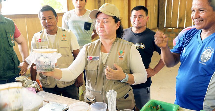 Productores se capacitan en producción de larvas de mosca soldado negra alimento animales peces IIAP Loreto Perú