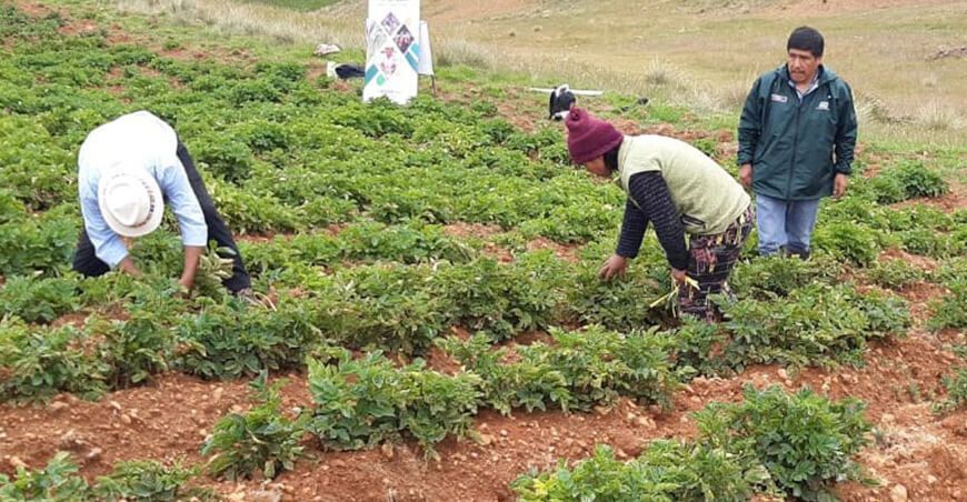 Productores de Llocllapampa implementan tecnología para mejorar la calidad del cultivo de papa en Junín Perú