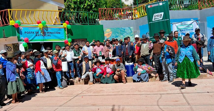 INIA instala la primera posta de inseminación artificial para ganado vacuno en Andarapa en Apurímac Perú