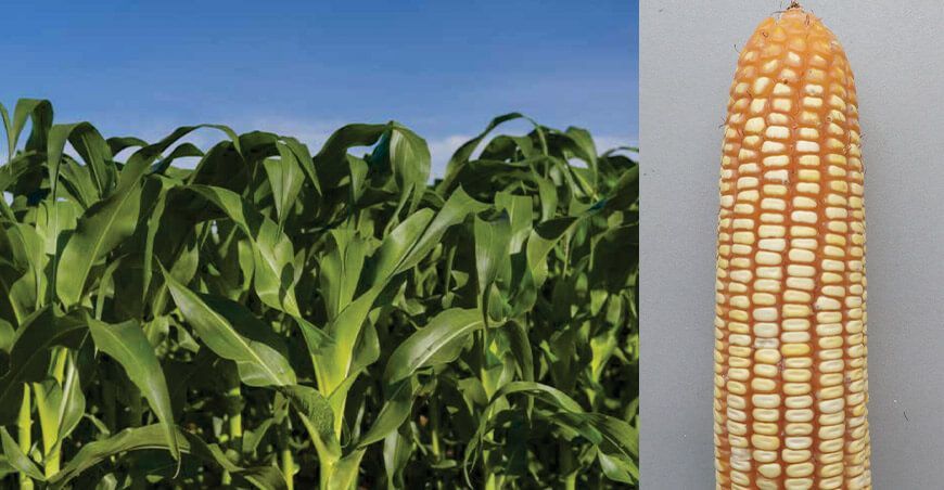 INIA libera nueva variedad de maíz amarillo duro: “INIA 627-Pátapo”