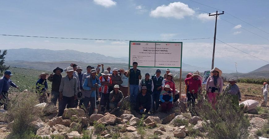 INIA instala parcela demostrativa de cultivo de orégano en Torata Moquegua Perú