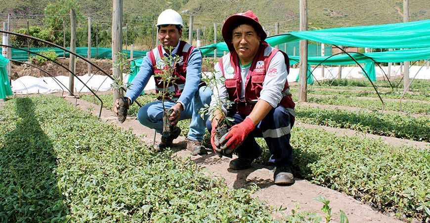 instalación de plantones forestales nativos Cusco Perú