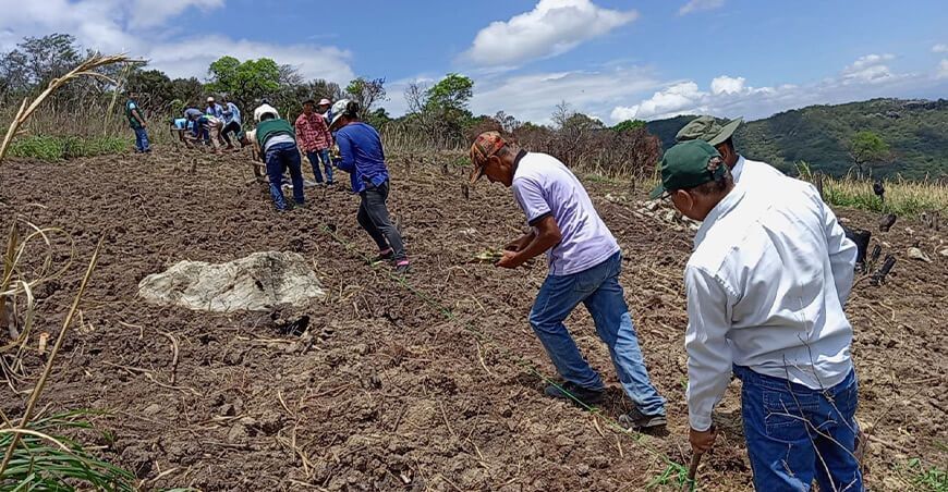 Instalan parcela demostrativa de pasto Cuba 22 en el distrito La Peca INIA Amazonas Perú