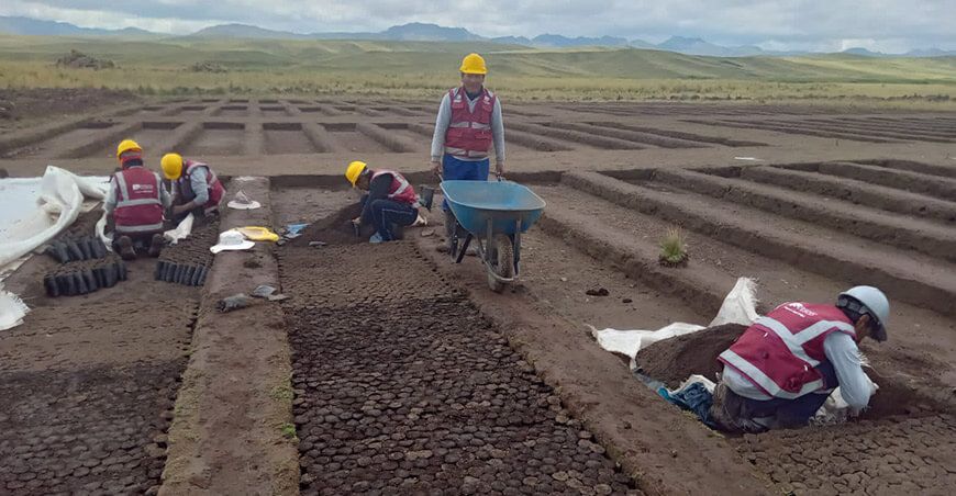 Instalan viveros forestales para producir 171 938 de plantones nativos en Cusco Perú
