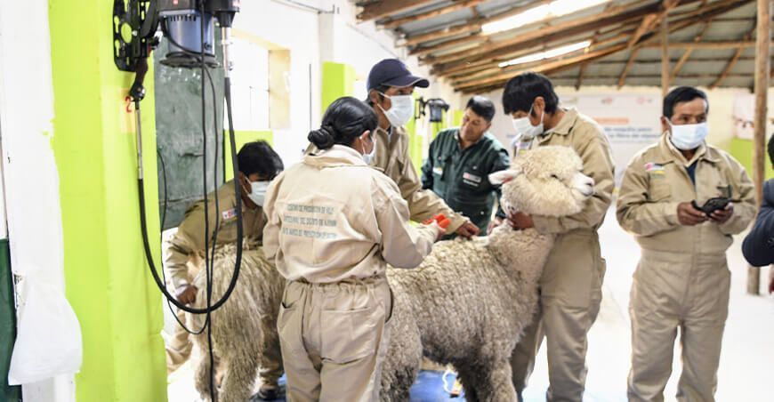 centro de esquila para impulsar producción de fibra de alpaca en Santa Lucía Puno Perú Midagri