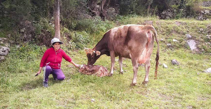 Nacerían 800 crías de ganado vacuno mediante inseminación artificial en Lucanas en Ayacucho Perú