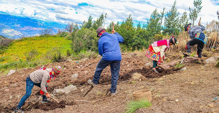 Narcizo Huamán Ccente, conservacionista de 200 variedades de papas nativas en Huamanguilla Ayacucho Perú