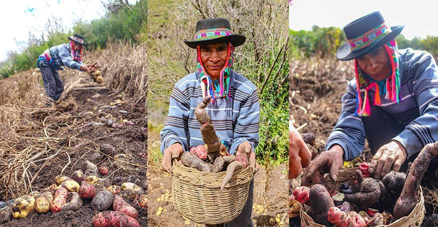 Narcizo Huamán Ccente, conservacionista de 200 variedades de papas nativas en Huamanguilla Ayacucho Perú