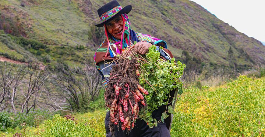 Narcizo Huamán Ccente, conservacionista de 200 variedades de papas nativas y ocas Huamanguilla en Ayacucho