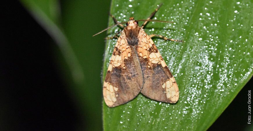 Nueva especie de mariposa es descubierta en el Santuario Histórico de Machupicchu