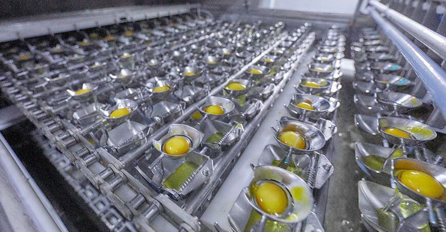 Ovosur Innovación en ovoproductos para la industria alimentaria de la región