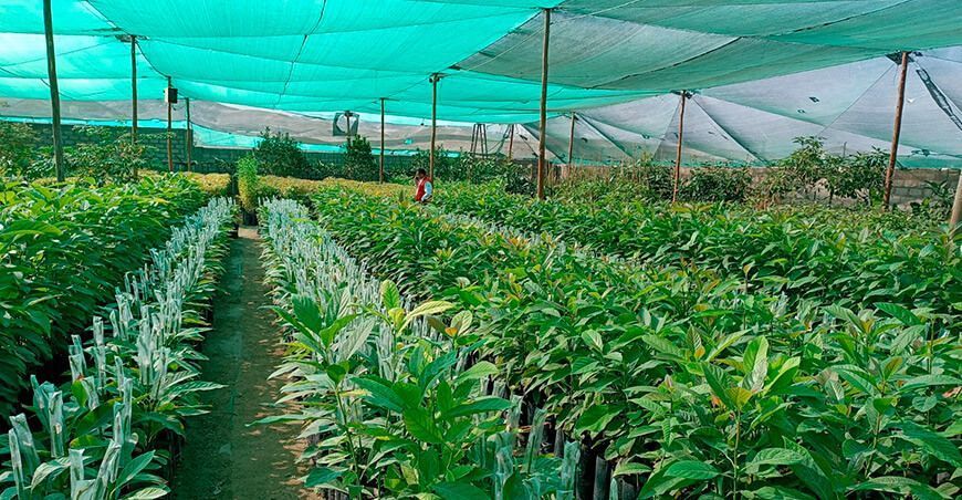 Viveros Frutos del Asia obtiene certificación Global GAP Arequipa Perú ITP