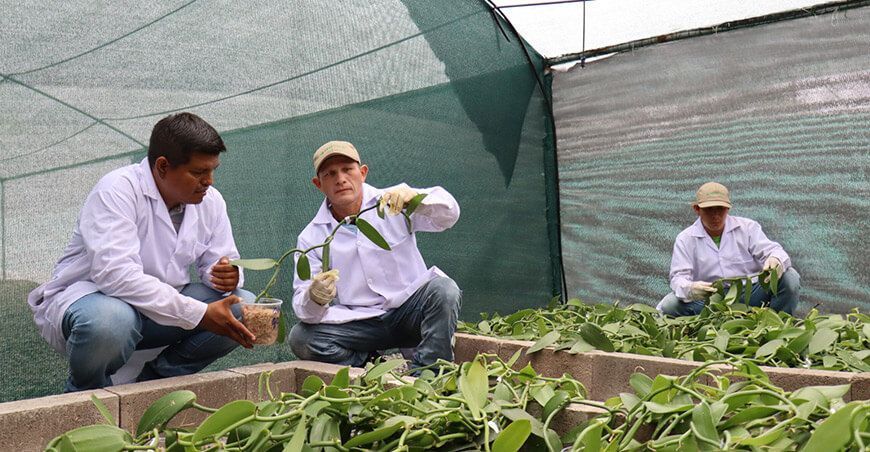 cultivo vainilla Amazonía peruana Perú Hub UNALM