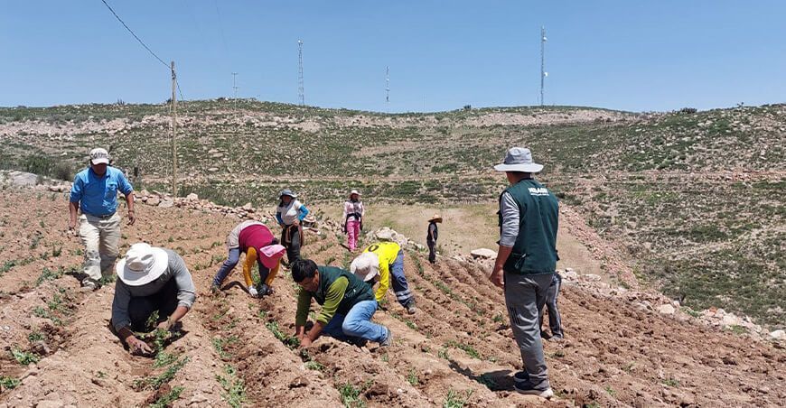 INIA instala parcela demostrativa de cultivo de orégano en Torata Moquegua Perú