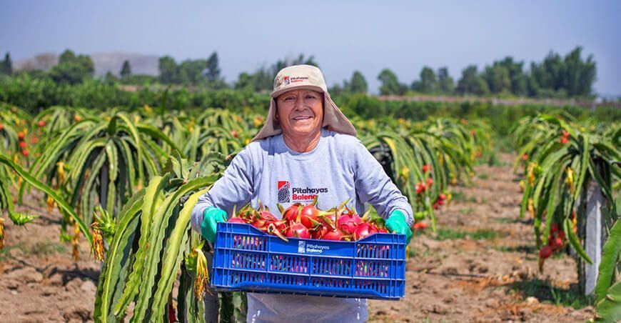 Pitahayas Baleno lidera las exportaciones de pitahaya a España