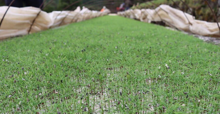Inician producción de almácigos de pino en el vivero Granja Porcón en Cajamarca Perú