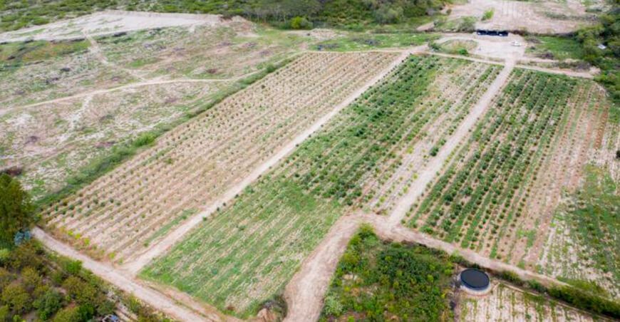Pan American Silver Shahuindo promueve proyecto de palta en el Valle de Condebamba Cajamarca Perú