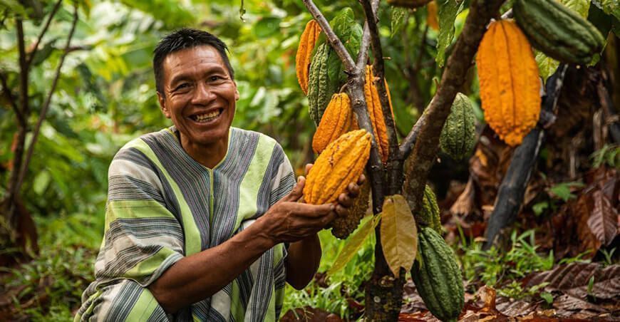 Mejorarán el cultivo de cacao productores Madre de Dios