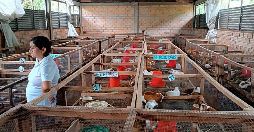 impulsar negocios familiares en la cuenca alta del río Mayo Foncodes San Martín Perú productora de cuy