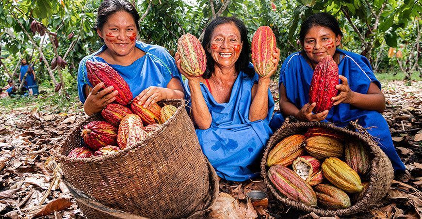 productoras de cultivo de cacao Perú