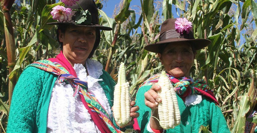 productoras maíz amiláceo Apurímac Perú