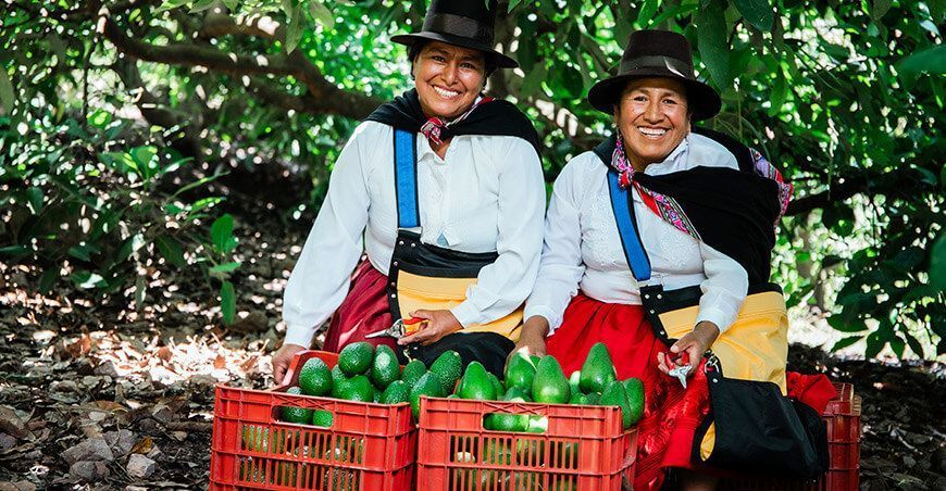 productoras de cultivo de palta Perú 