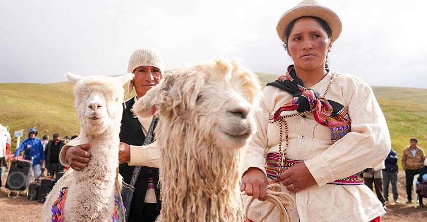 productores alpaqueros alpacas camélidos sudamericanos Puno Perú
