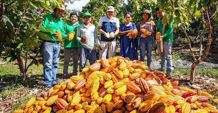 productores de cacao familias asháninkas de Mazamari Junín Perú