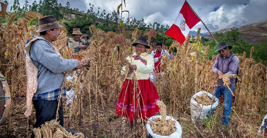 productores cosecha cultivo de quinua Perú