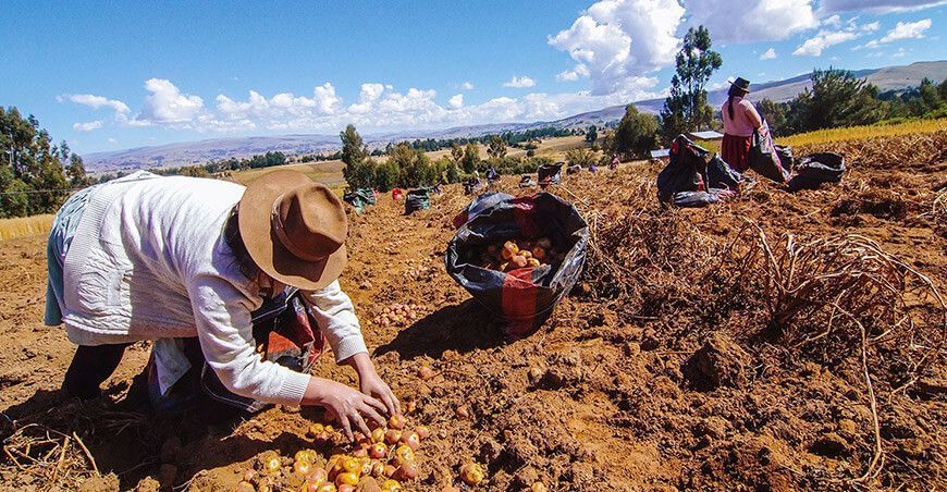 productores cosecha papa Perú