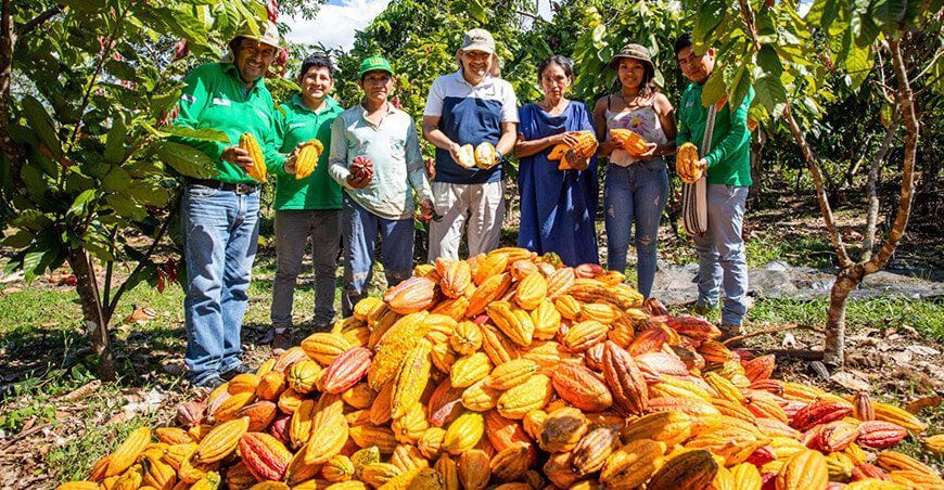 productores de cultivo de cacao Devida Perú