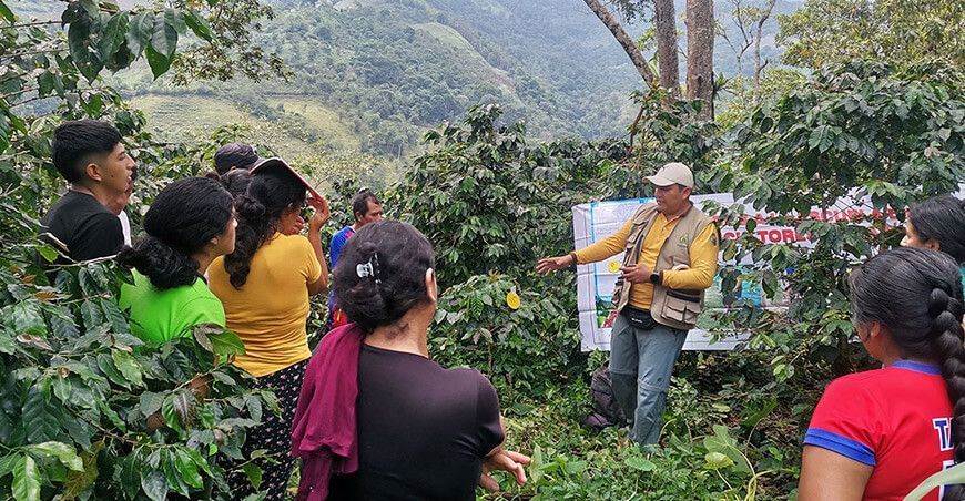 Proyecto Amazonas incorporará 810 parcelas demostrativas de cultivo café este año