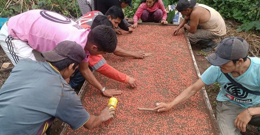 Amazonas incorporará 810 parcelas demostrativas de cultivo de café este año