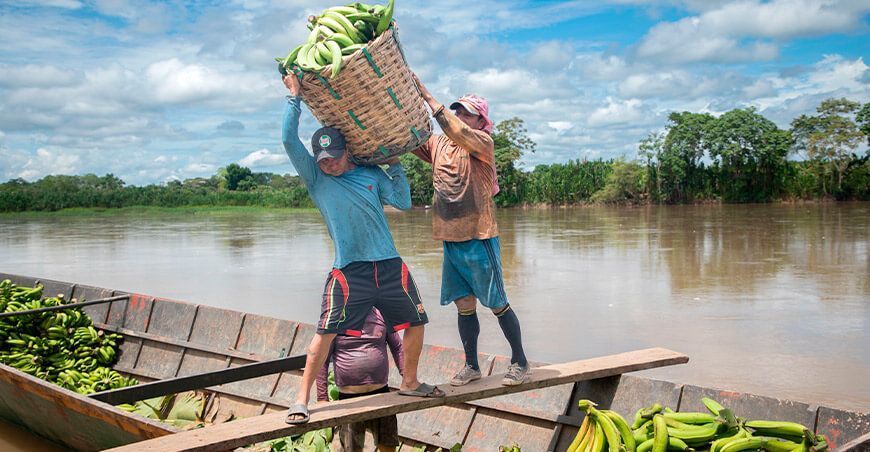 productores de plátano Perú