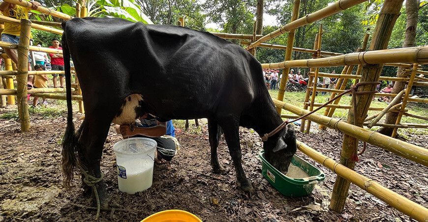 ganadería San Martín Perú ganaderos productor lácteos leche Perú