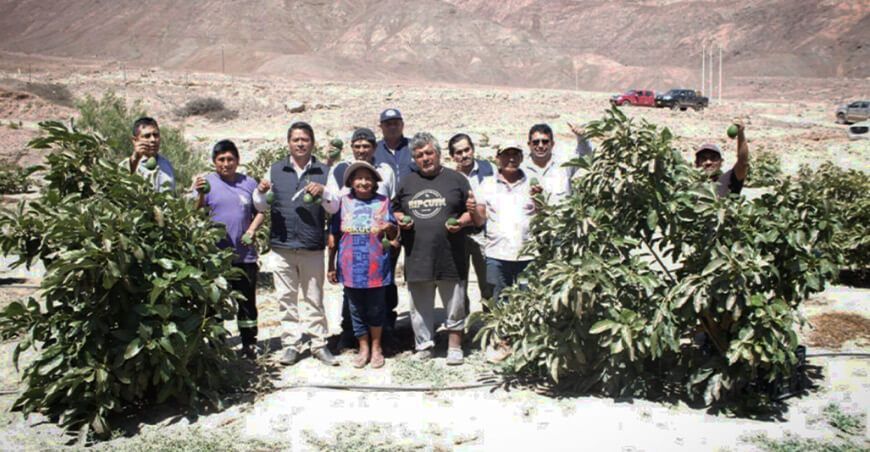 Productores de Huanuhuanu Arequipa Perú exportan 12 toneladas de palta por primera vez