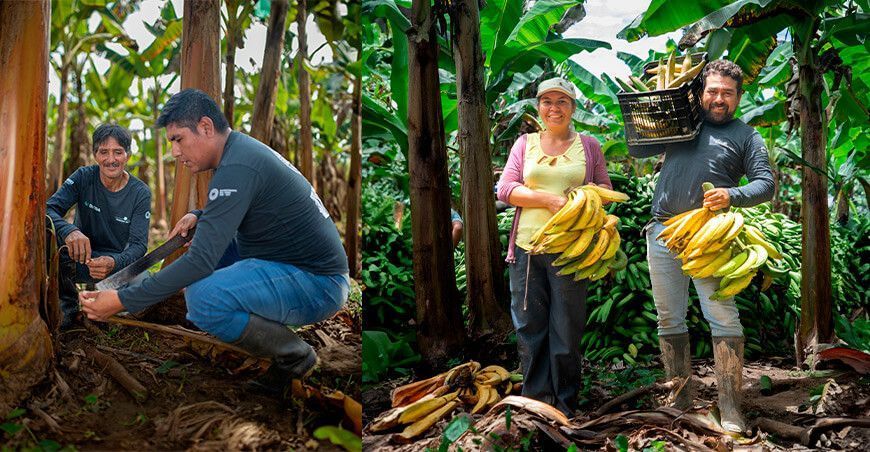 productores de plátano Perú