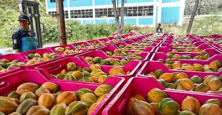 Productores de Puno venden 55 toneladas de papayita andina a agroexportadora