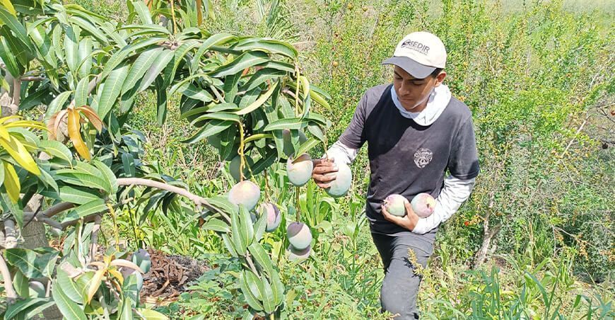 productor de cultivo de mango Moro Ancash Perú