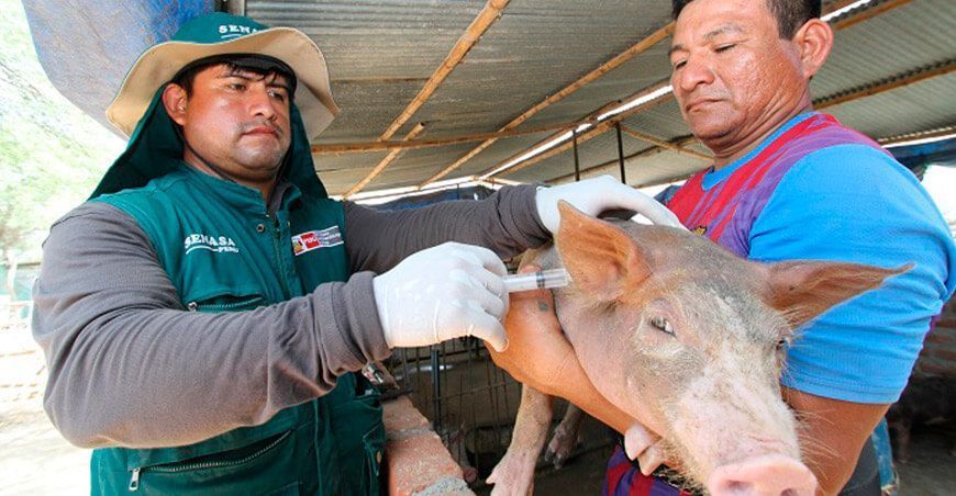 Senasa vacunación peste porcina clásica Perú