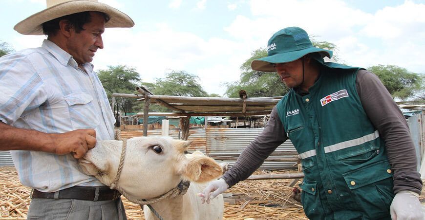 Senasa vacunará contra la rabia de herbívoros a 261 754 cabezas de ganado