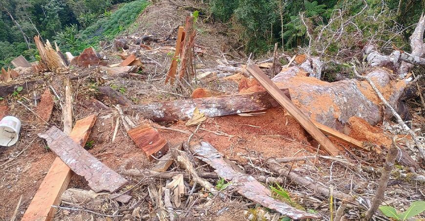 Serfor detiene deforestación en 3 hectáreas de bosque primario en Cajamarca