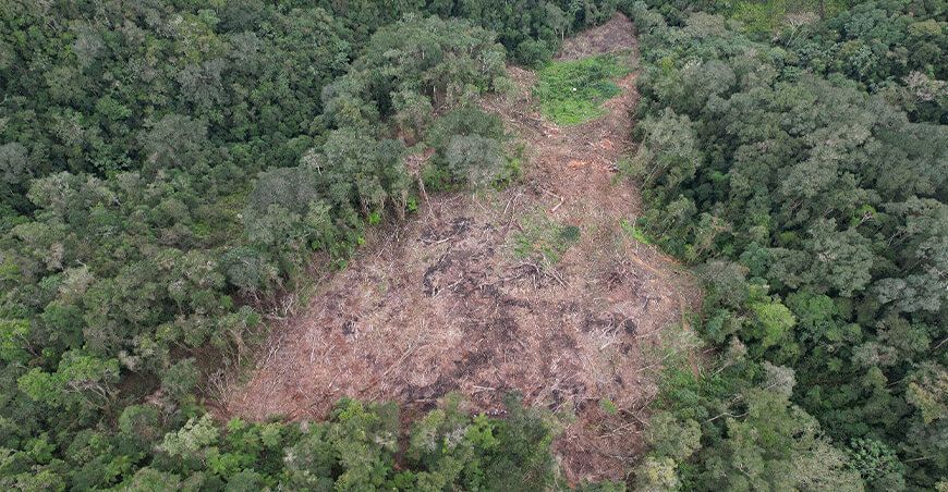 Serfor detiene deforestación en 3 hectáreas de bosque primario en Cajamarca
