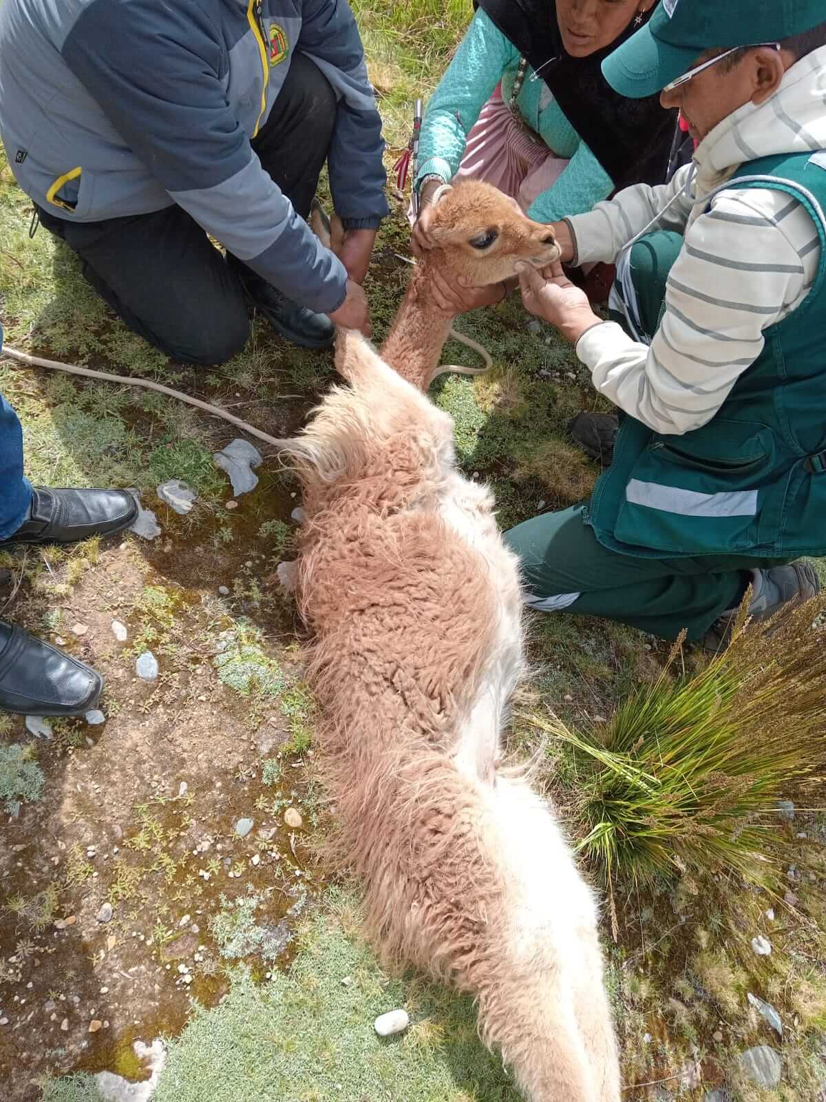 Serfor fibra de vicuña Huancavelica Perú