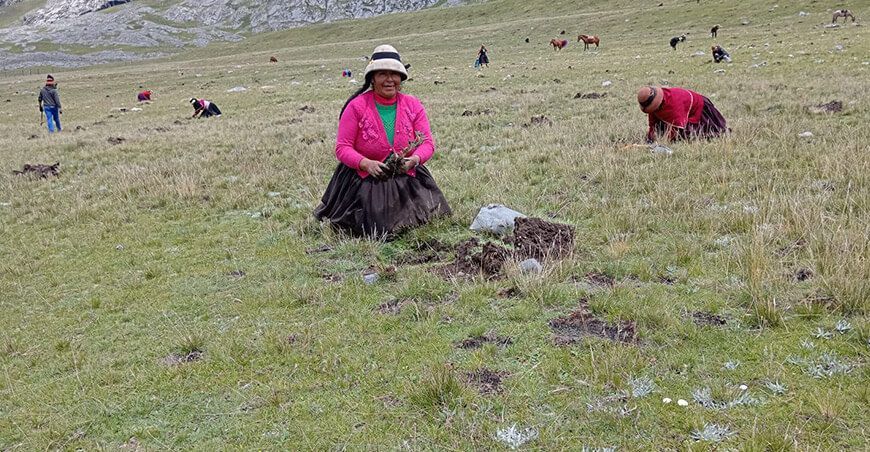 Impulsan sistema agrosilvopastoril en beneficio de 6600 familias Apurímac instalación plantones nativos