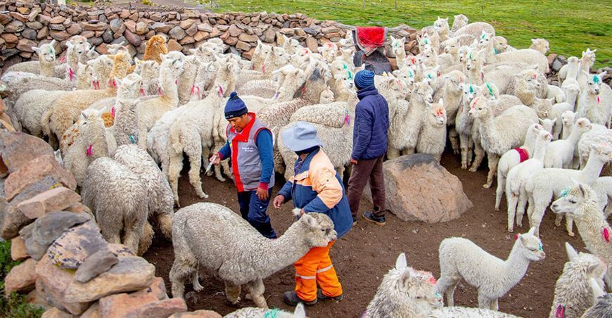 Southern Perú despliega campaña para desparasitar 4000 camélidos en Moquegua