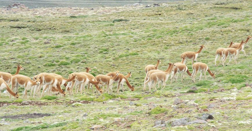 Camélidos sudamericanos vicuñas Huancavelica Serfor