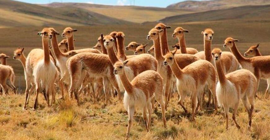 vicuñas camélidos sudamericanos Perú