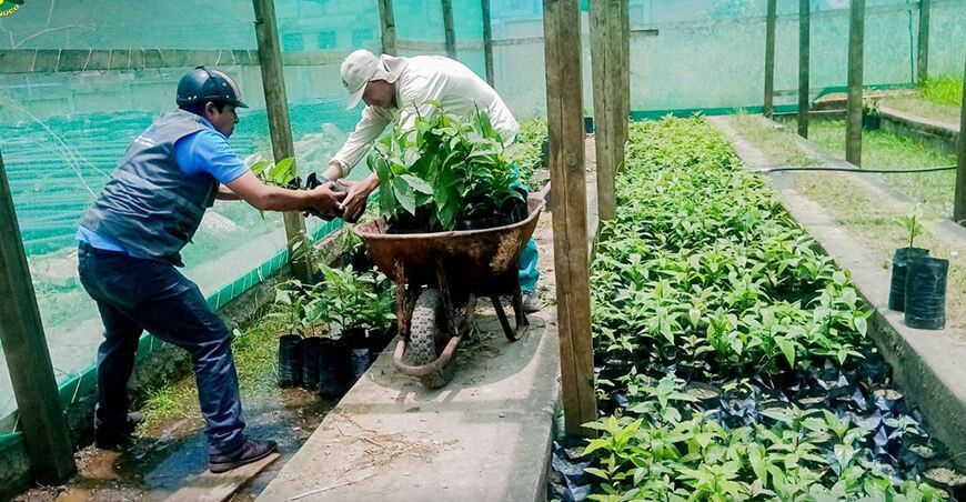 Construirán vivero forestal en el distrito de Marías en Huánuco Perú